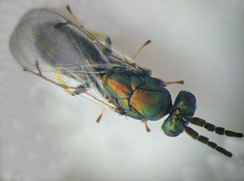 Neuroterus q. b. con parassitoide